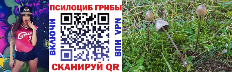 omg онион  Темников  Галлюциногенные грибы Psilocybe 